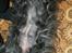 Cocker spaniel Diana - himmelhund - Diana, ca 48 dagen henne. Maven vokser