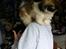Shih tzu Baloo