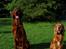Irsk setter Cody R.F.S (run free sweetheart)  - Cody med "storebror" Dumle