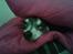 Chihuahua Dyrlægegårdens Alf <333