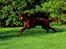 Irsk setter Cody R.F.S (run free sweetheart)  - I fuld firspring