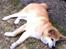 Akita inu Kuma Senkinin