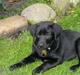 Labrador retriever Bamse, bedstefar's Hund.