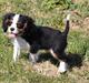 Cavalier king charles spaniel Pelle