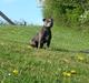 Staffordshire bull terrier Grand Chevy Sama Slodycz