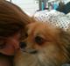 Pomeranian Foxy