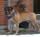 Bullmastiff Alfons batmann