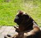 Bullmastiff Jack