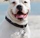 Amerikansk bulldog Kettners Esmeralda"Gaia" 11.03.2007-23.07.2019