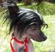 Chinese crested hårløs Belika