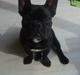 Fransk bulldog Herbert RIP ??