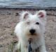 West highland white terrier Megan