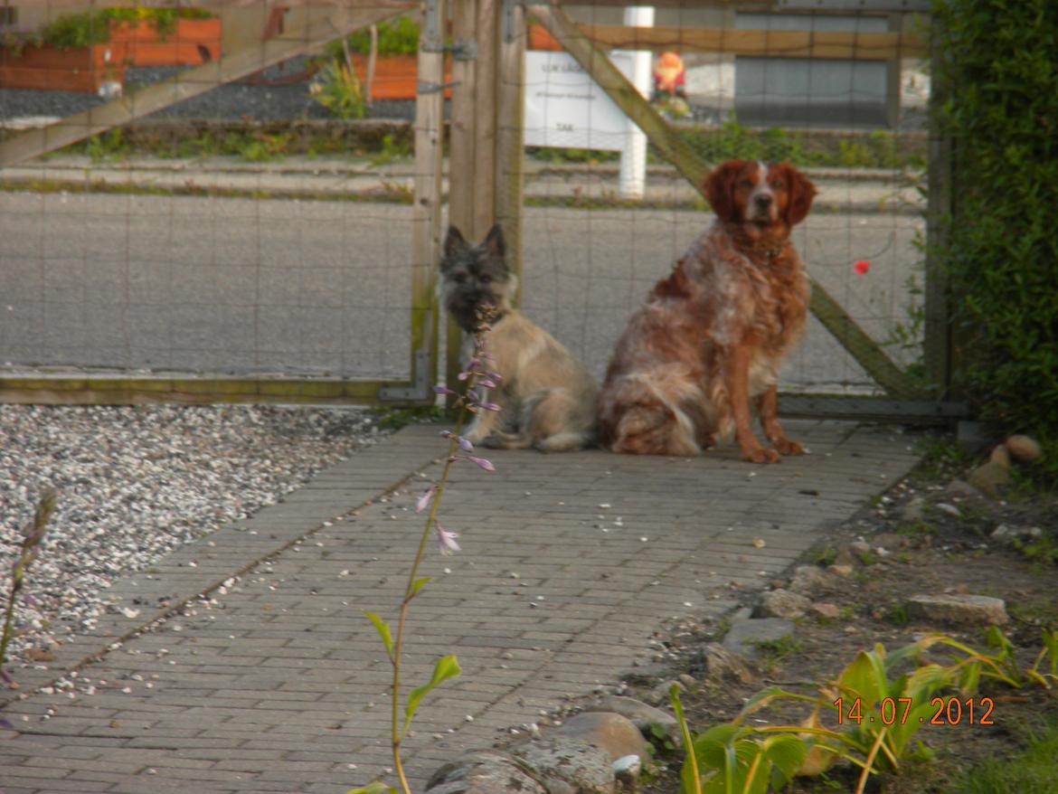 Breton Max - Max, og hans legekammerat. (Eddie) billede 10