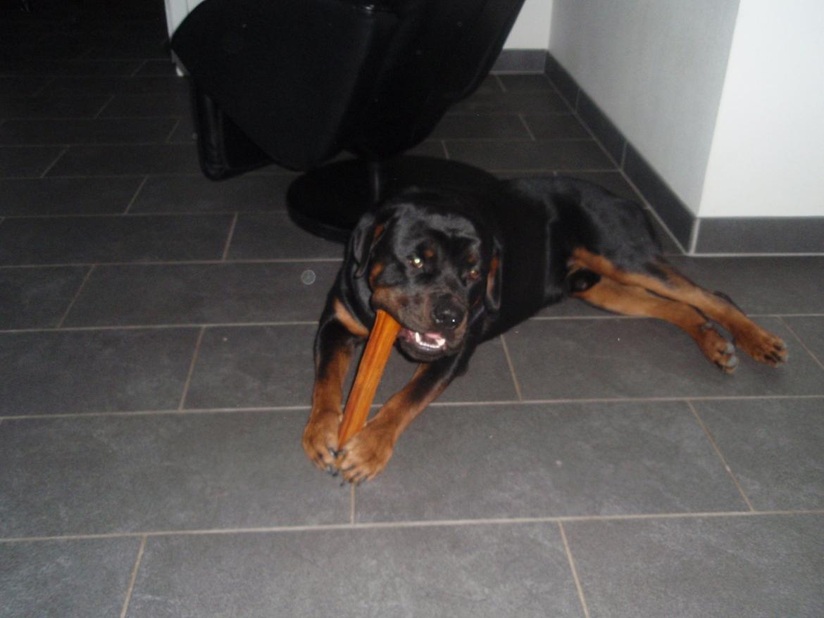 Rottweiler Zonar - :*:*:*:* billede 7