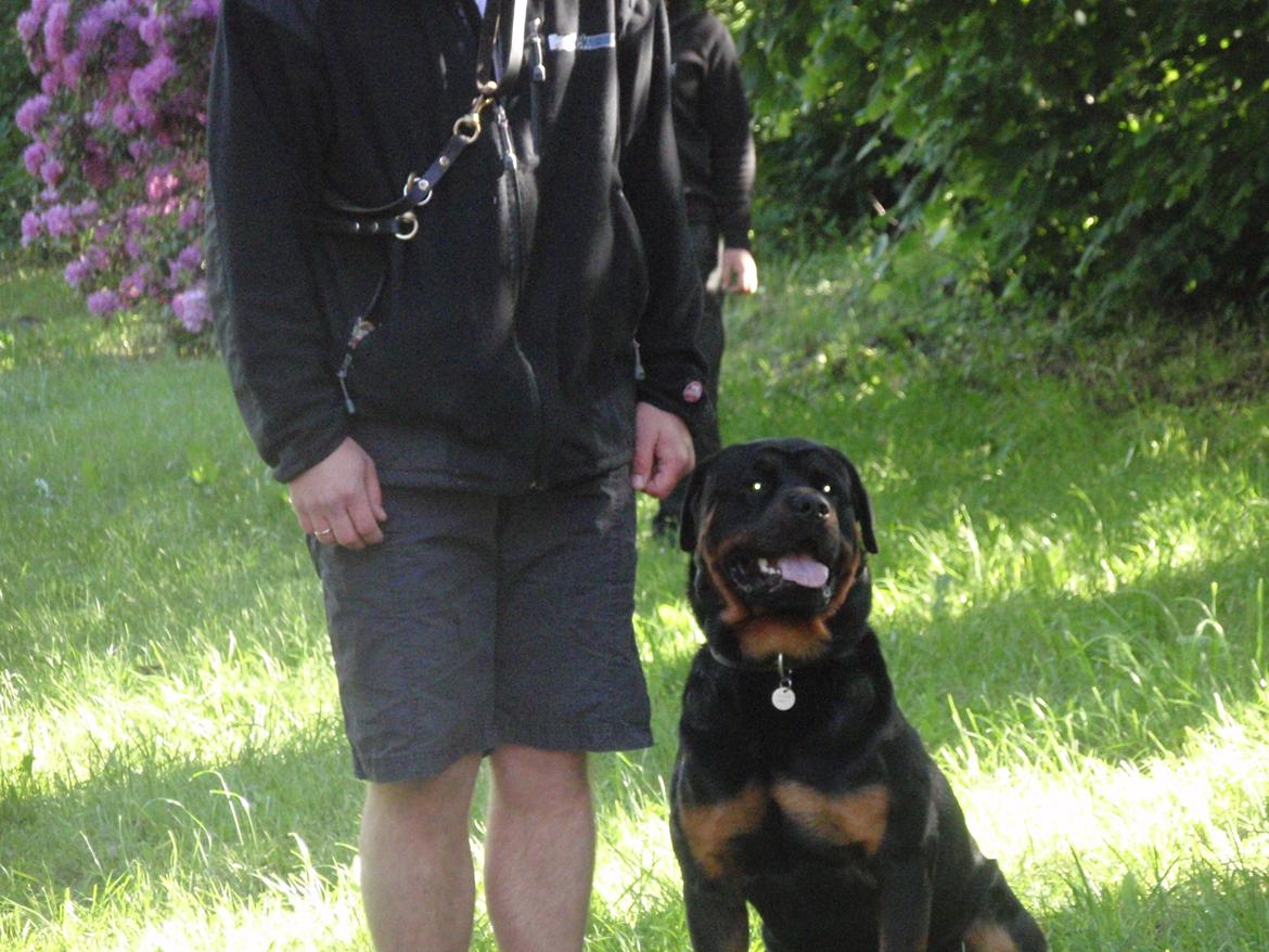 Rottweiler Zonar - til hunde træning med min far!:) han er blevet så dygtig..!:D billede 8