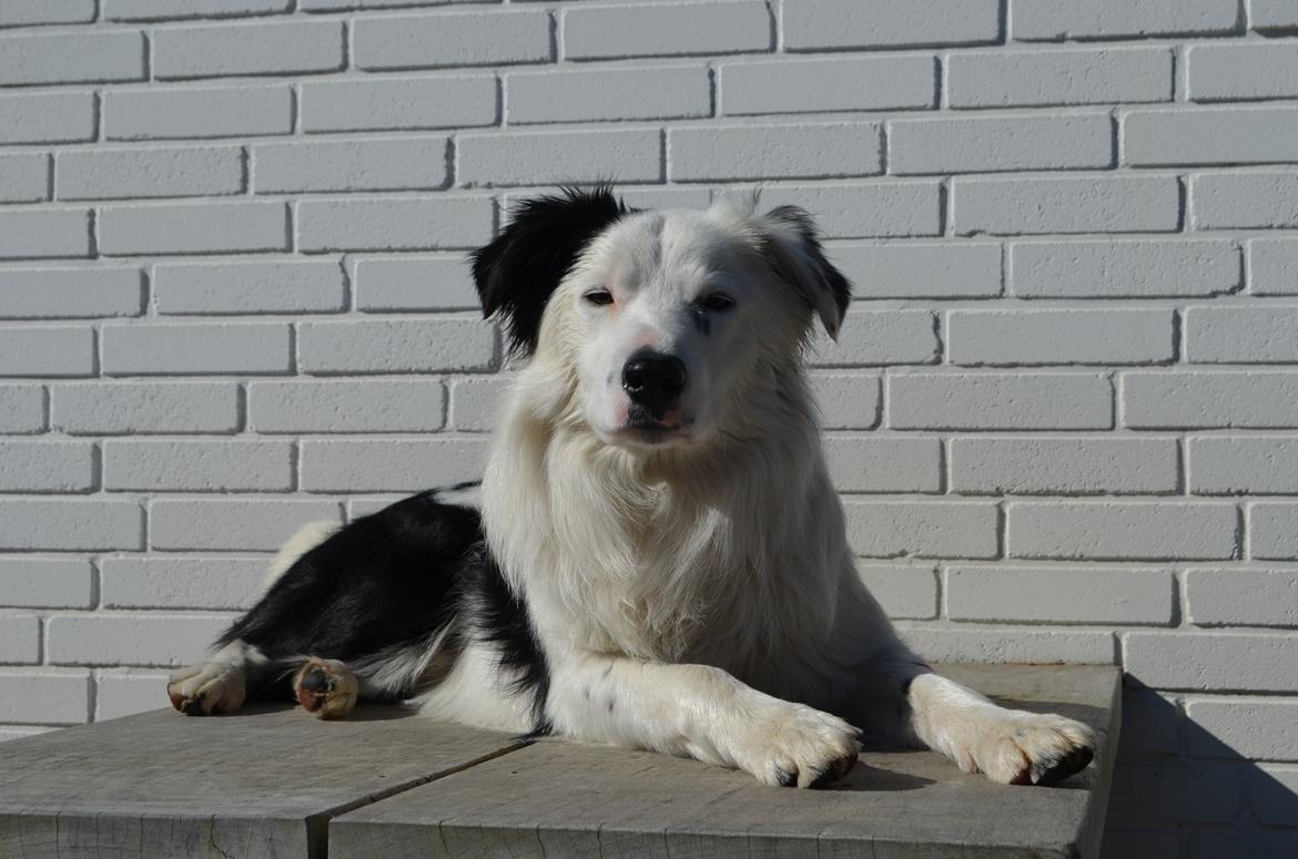 Border collie Spot - også kaldet Spotty billede 2