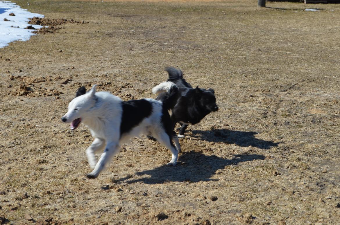 Border collie Spot - også kaldet Spotty billede 3