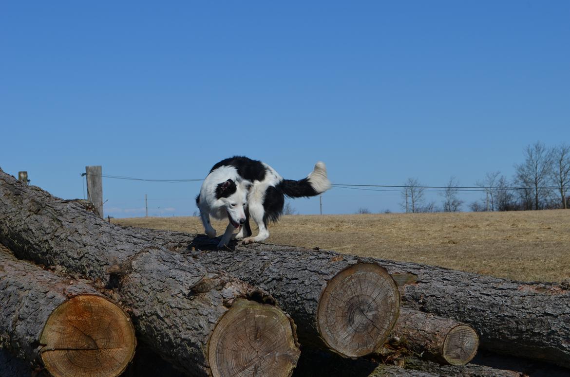 Border collie Spot - også kaldet Spotty billede 4