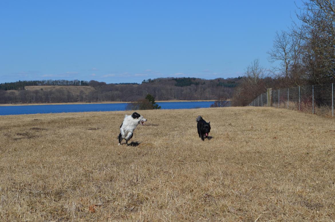 Border collie Spot - også kaldet Spotty billede 5