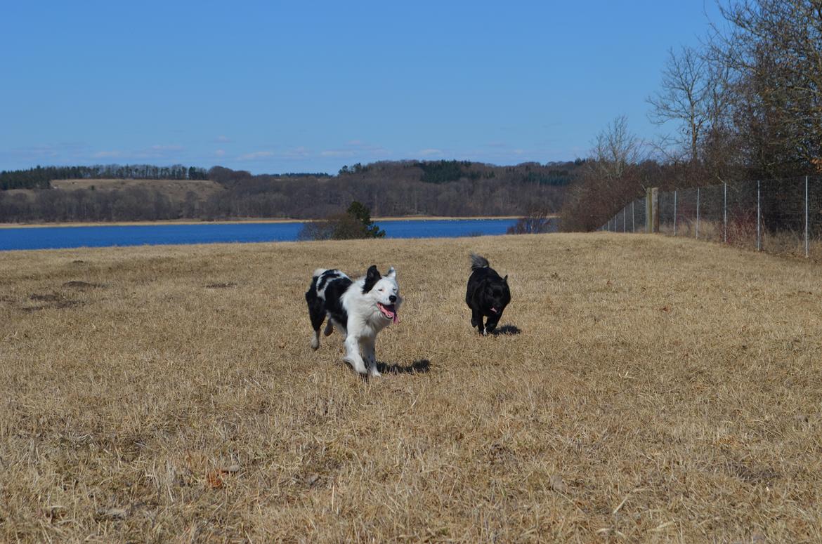 Border collie Spot - også kaldet Spotty billede 6