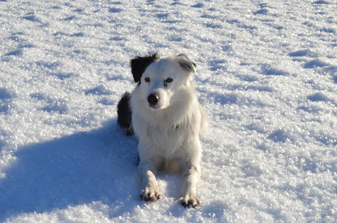 Border collie Spot - også kaldet Spotty billede 7