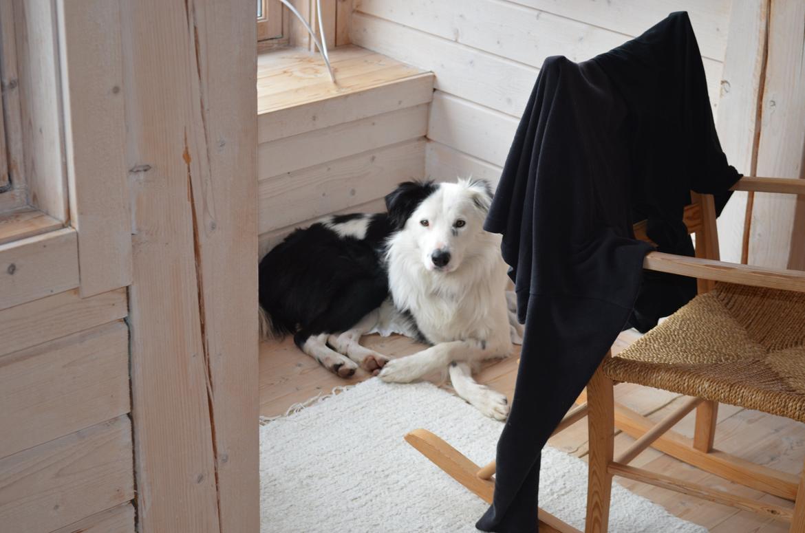 Border collie Spot - også kaldet Spotty billede 8