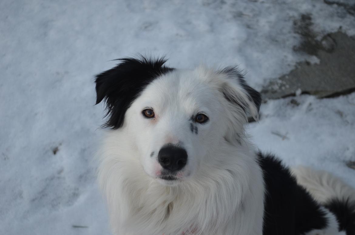 Border collie Spot - også kaldet Spotty billede 9