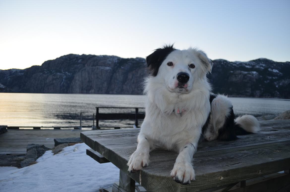 Border collie Spot - også kaldet Spotty billede 10