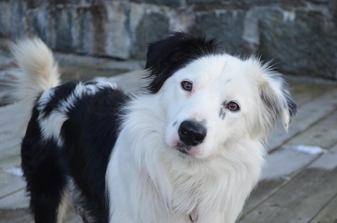 Border collie Spot - også kaldet Spotty billede 11