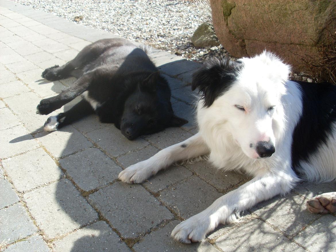 Border collie Spot - også kaldet Spotty billede 13