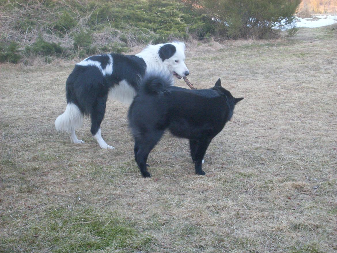 Border collie Spot - også kaldet Spotty billede 15