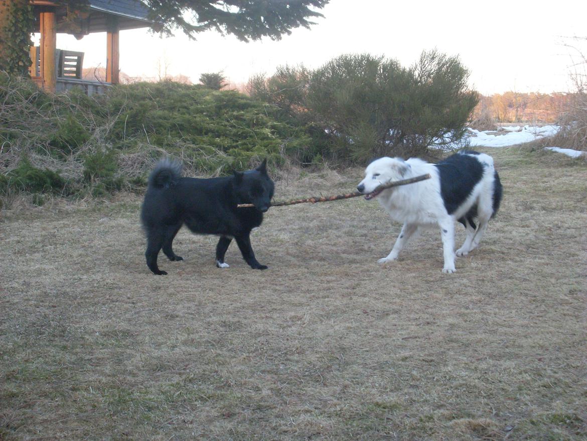 Border collie Spot - også kaldet Spotty billede 16