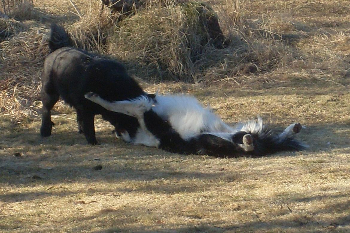 Border collie Spot - også kaldet Spotty billede 17