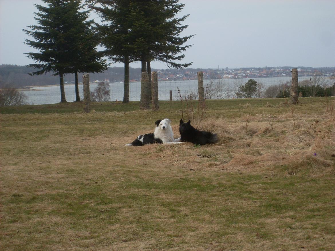 Border collie Spot - også kaldet Spotty billede 19