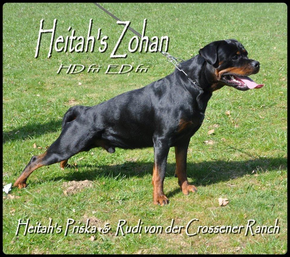 Rottweiler Heitah's Zohan (Coco) - 21 måneder billede 11