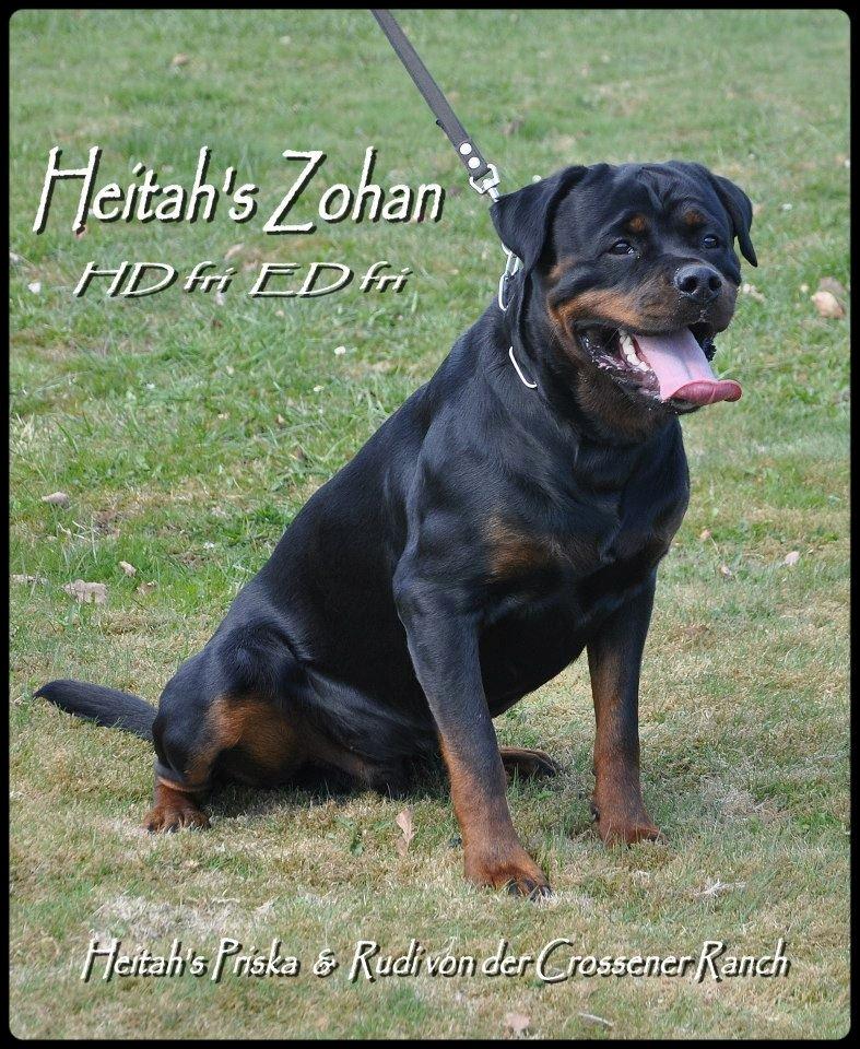 Rottweiler Heitah's Zohan (Coco) - 21 måneder billede 12