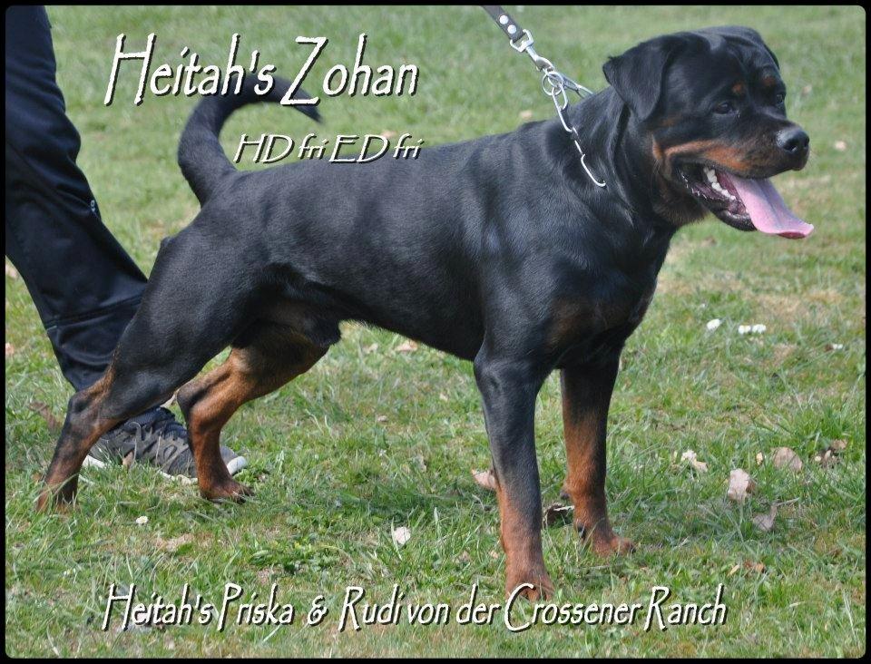 Rottweiler Heitah's Zohan (Coco) - 21 måneder billede 13