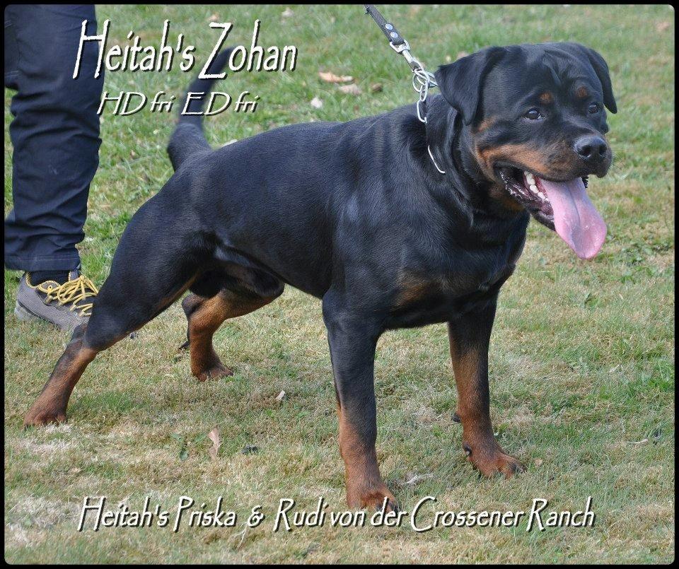 Rottweiler Heitah's Zohan (Coco) - 21 måneder billede 14