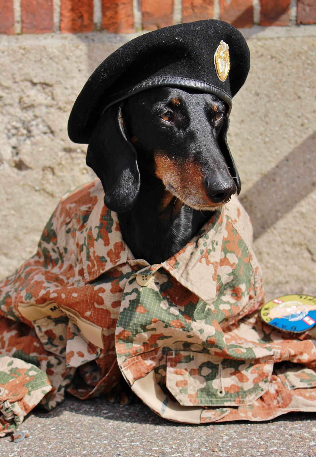 Gravhund ......Jaques.....;) (Himmelhund) - Soldier - dog. 

Maj 13 billede 3