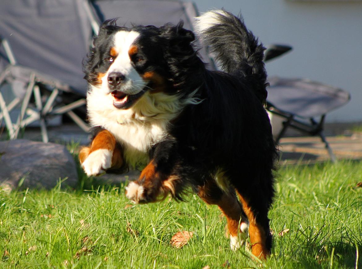 Berner sennenhund Anton billede 12