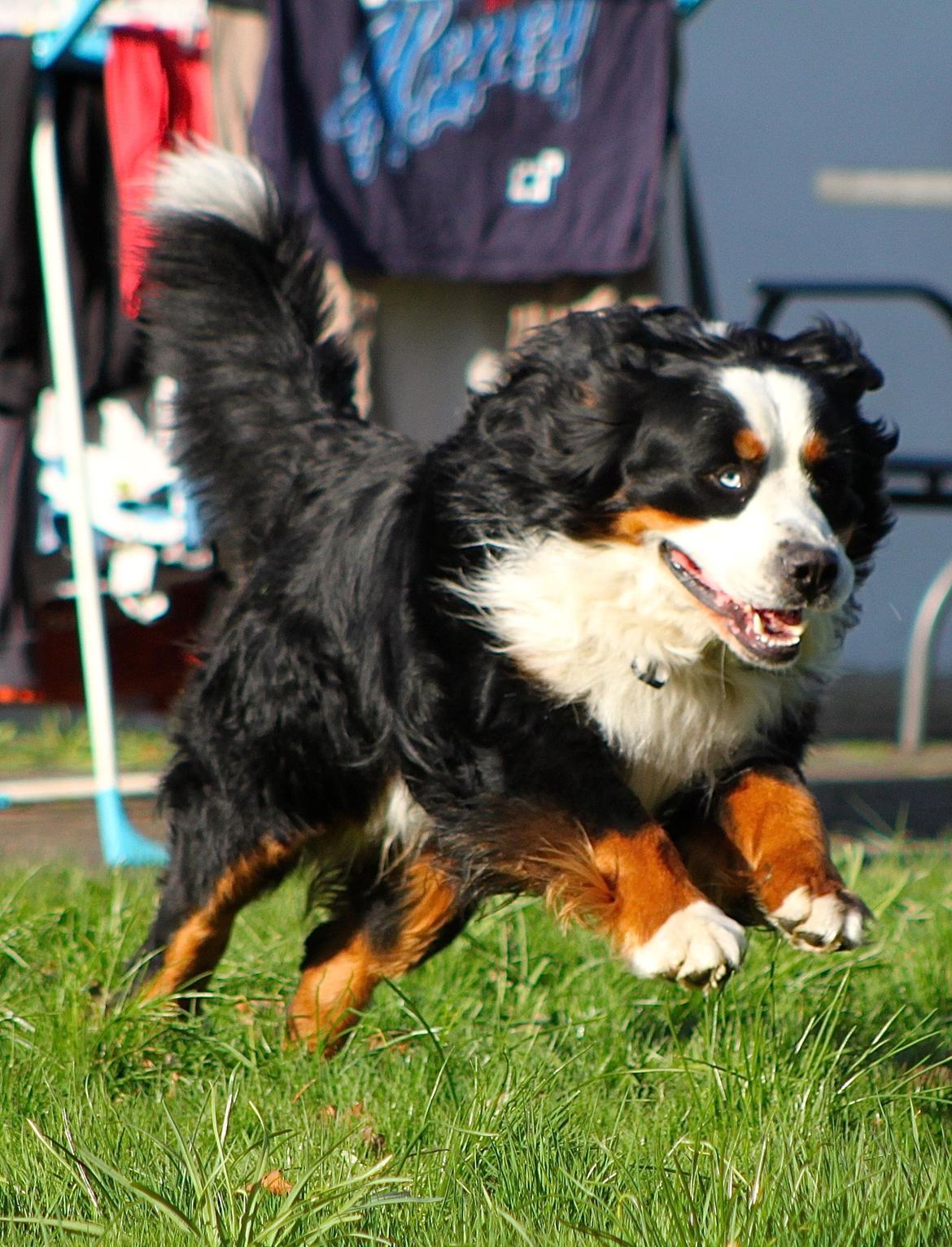 Berner sennenhund Anton billede 18