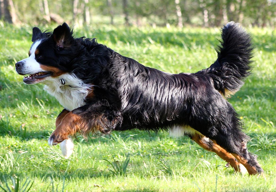 Berner sennenhund Anton billede 19