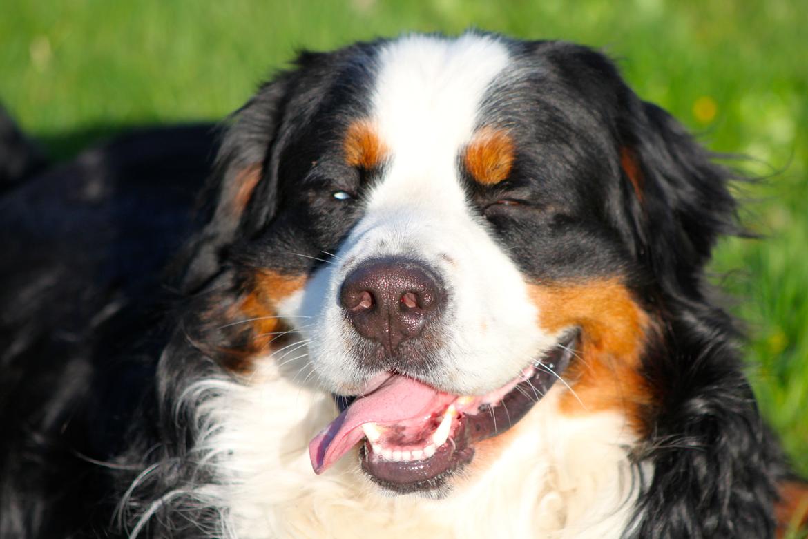 Berner sennenhund Anton billede 5
