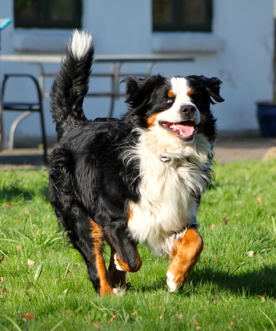 Berner sennenhund Anton billede 1