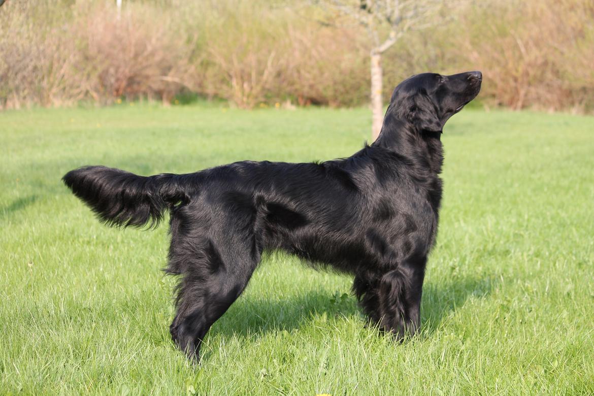 Flat coated retriever Tanima Flatcoats Bumble Bee | Beah - Lidt lækker er man vel altid ;) billede 19