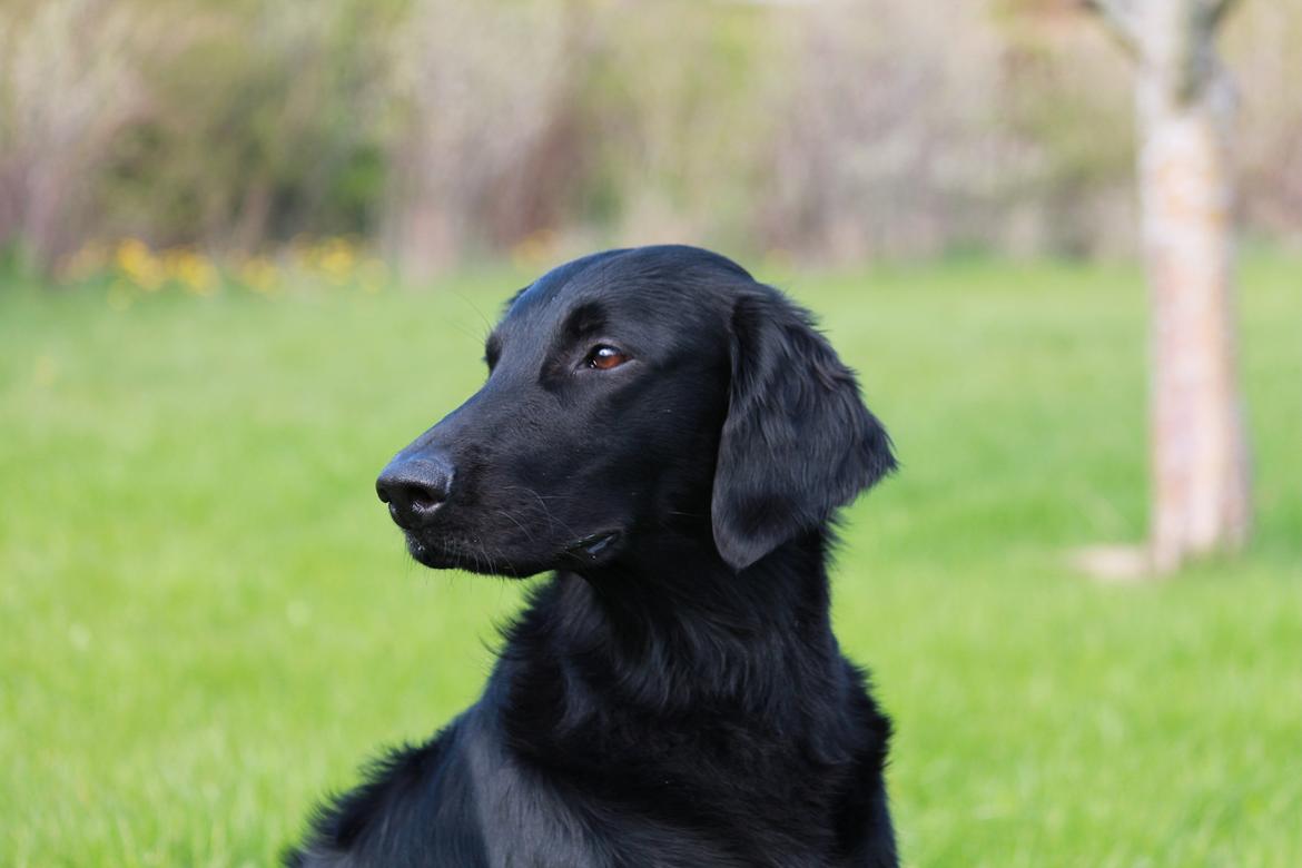 Flat coated retriever Tanima Flatcoats Bumble Bee | Beah - Velkommen til TF's Bumble Bee's profil :) - smid gerne en kommentar og bedømmelse :) billede 1