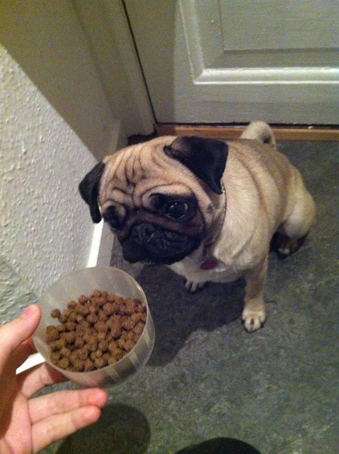 Mops Minnie billede 16