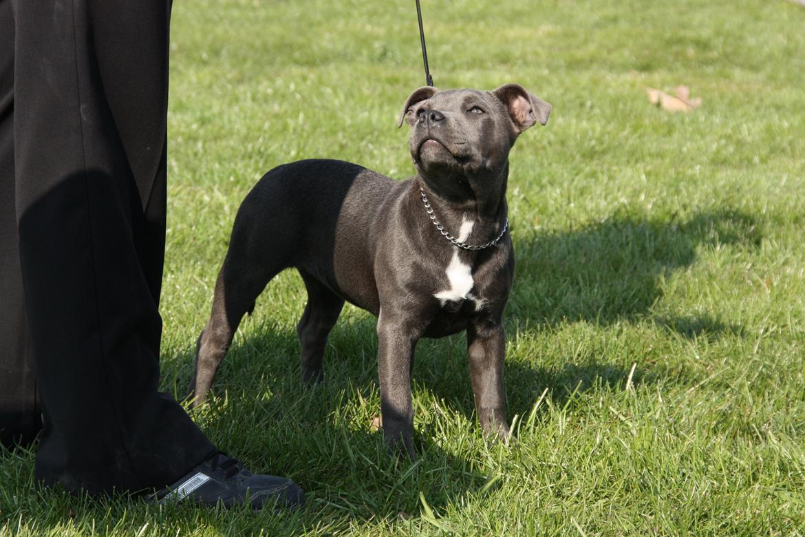 Staffordshire bull terrier Blue Bermuda Beauty Aka Diva - 4 mdr og første gang på udstillling  billede 8