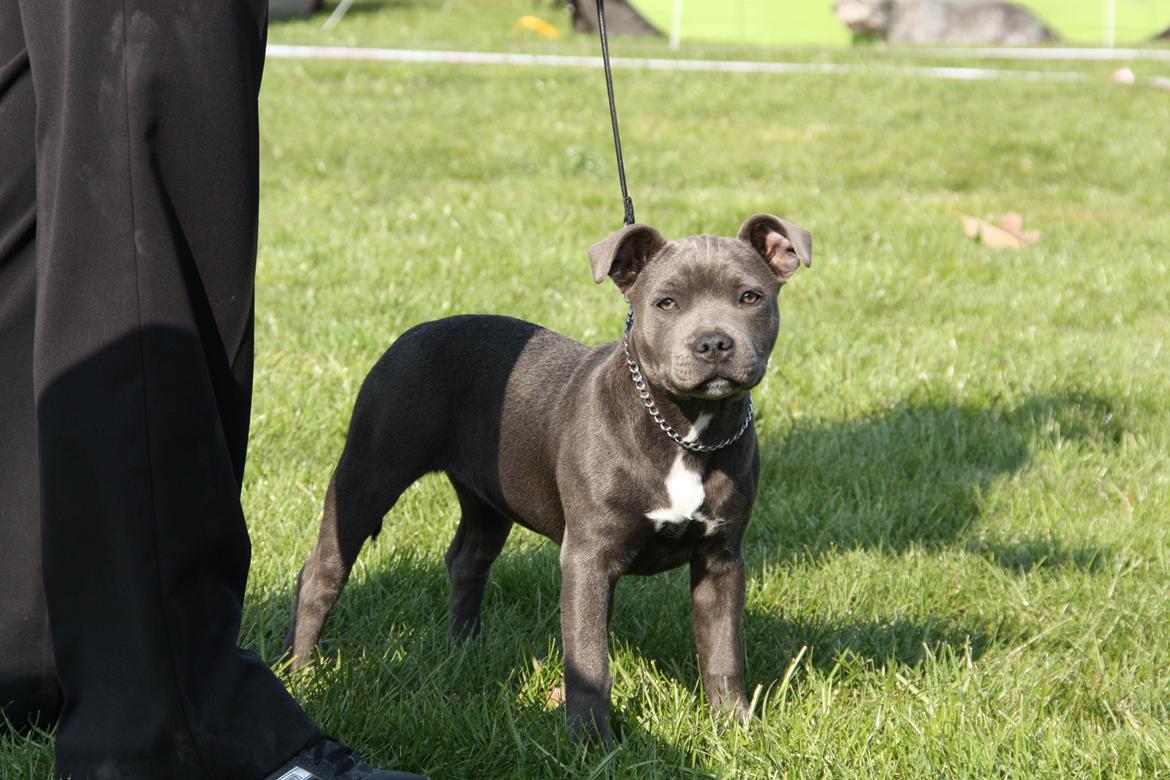 Staffordshire bull terrier Blue Bermuda Beauty Aka Diva - 4 mdr og en smuk prinsesse billede 9