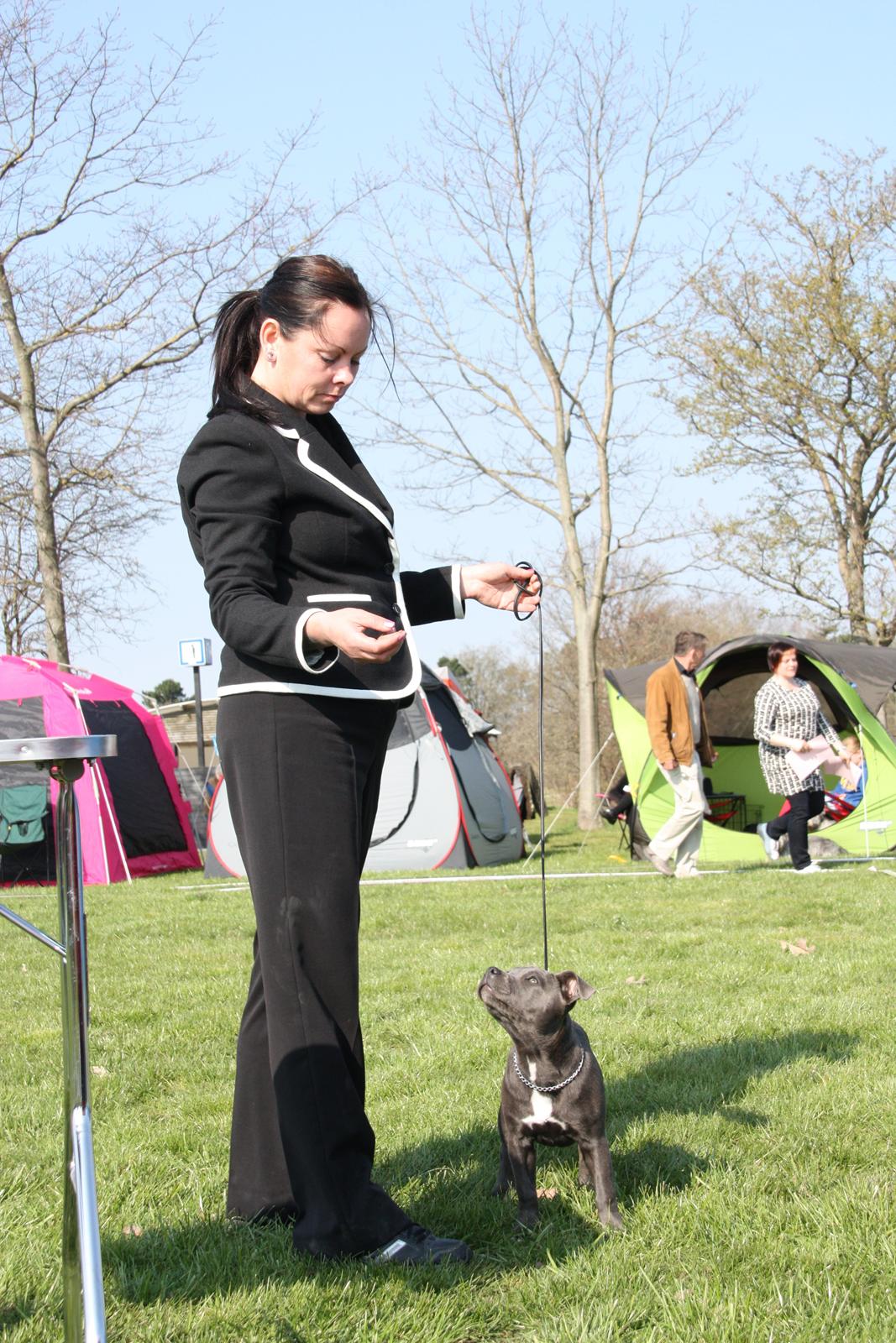 Staffordshire bull terrier Blue Bermuda Beauty Aka Diva - masser af god kontakt ;-) billede 10